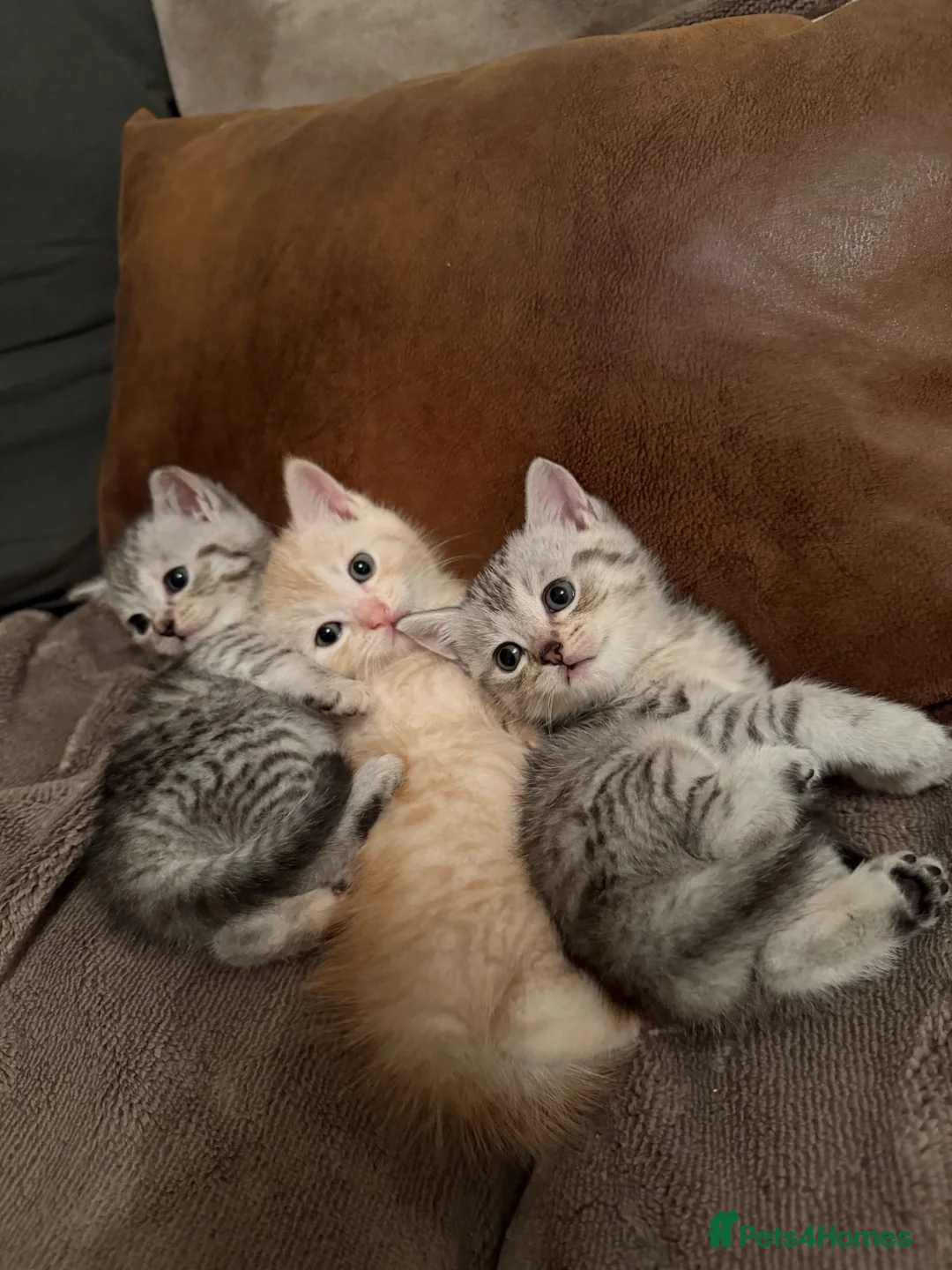 British Shorthair cats for sale: British short haired x babies  - Advert 9