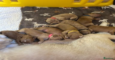 Cockapoo dogs Cockapoo’s 2 boys left  - Advert 2