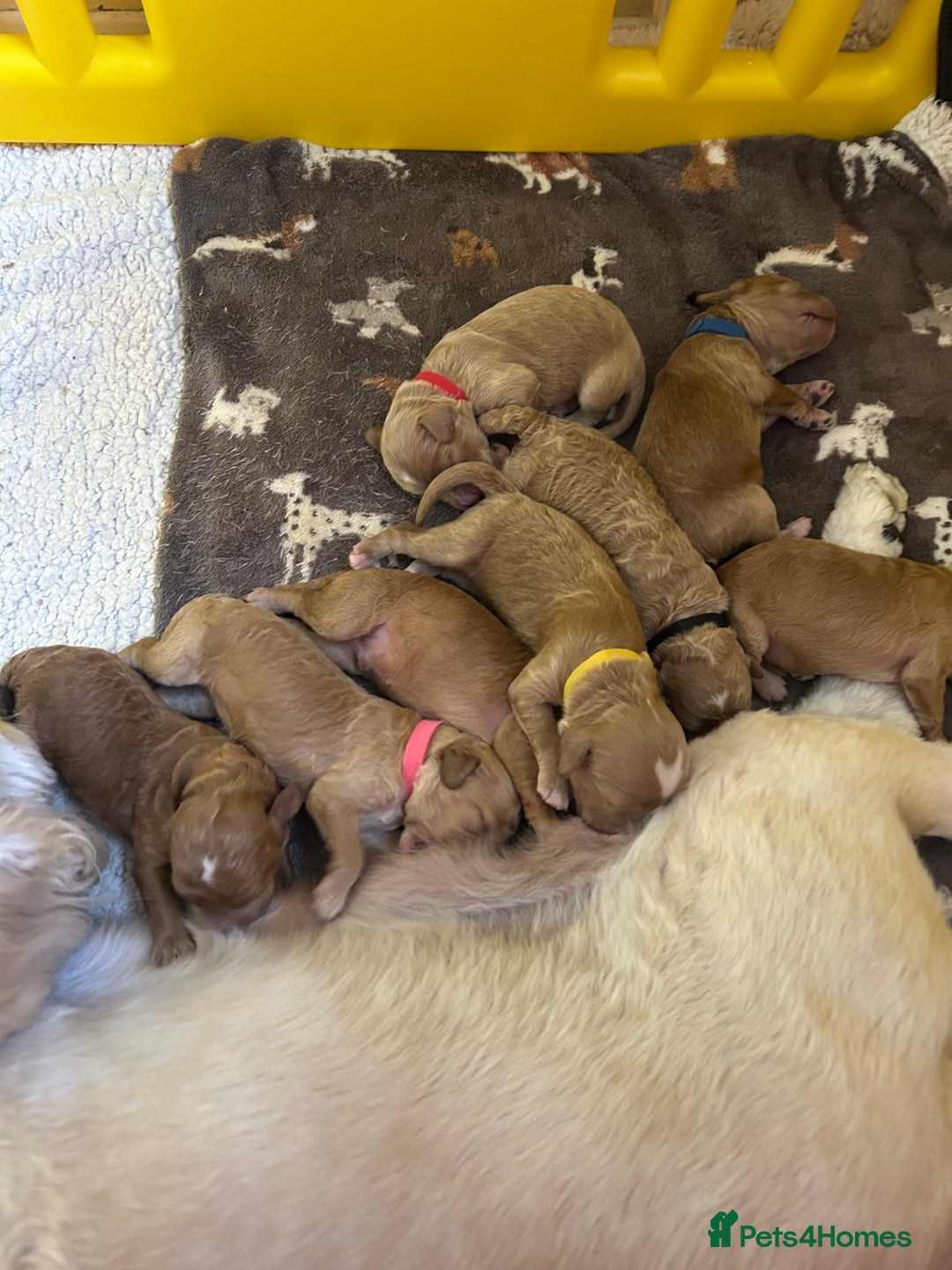 Cockapoo dogs for sale: Cockapoo’s 6 boys 2 girls  - Image 9