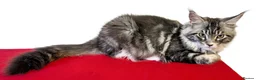 Maine Coon cats for sale: 👑 MajestiPaws: The Heritage Litter 🐾 - Advert 11