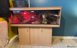 Python Snake reptiles for sale: Female Royal Python  - Image 8