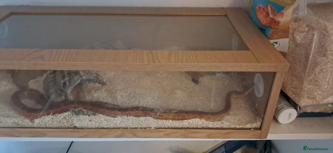 Corn Snake reptiles for sale: Caramel calefornian corn snake in Fareham - Advert 1