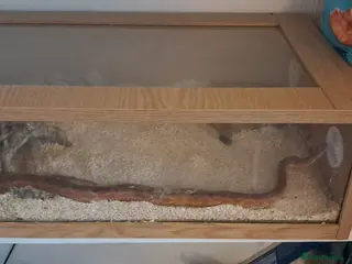 Corn Snake reptiles Caramel calefornian corn snake - Advert 3