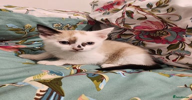 Mixed Breed cats - Advert 10