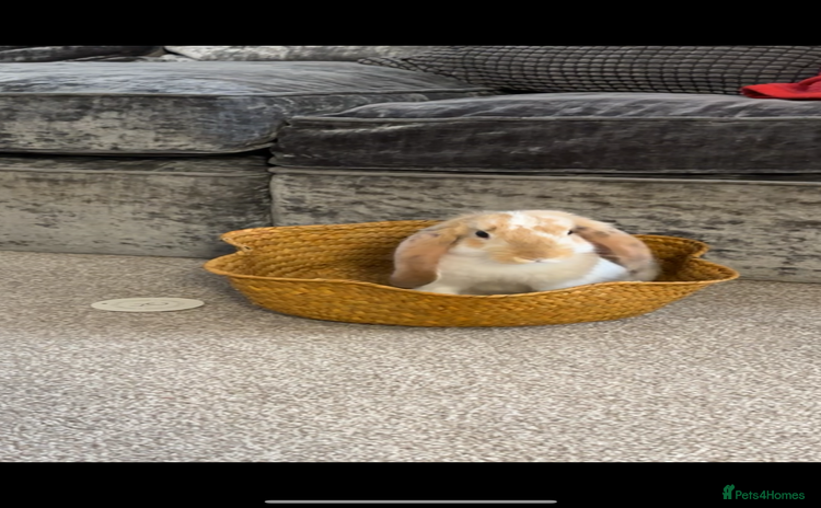 English Lop rabbits - Advert 1