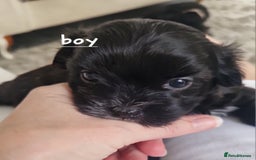 Malshi dogs for sale: Beautiful malshi puppies  - Image 2