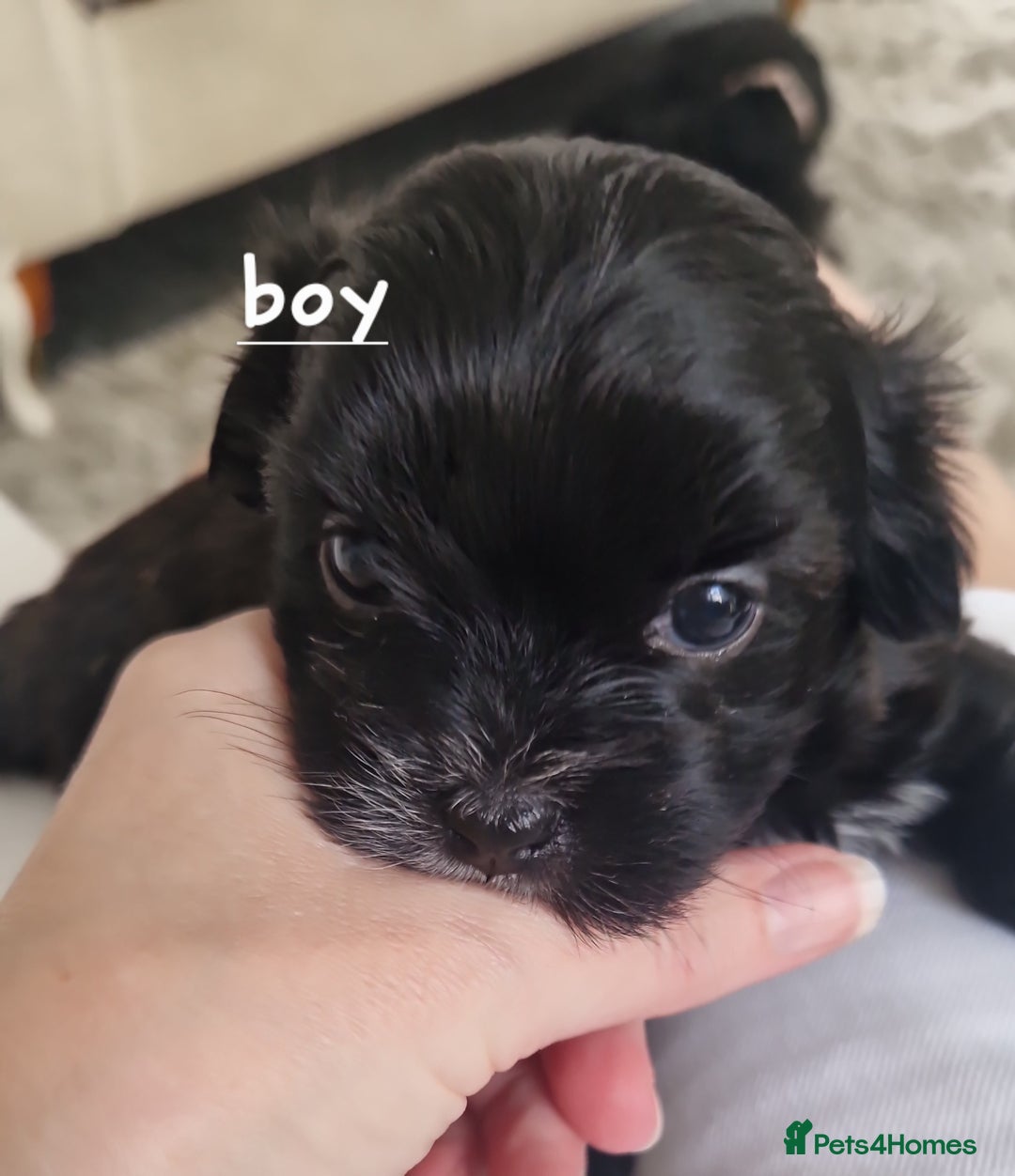 Malshi dogs for sale: Beautiful malshi puppies  - Image 2