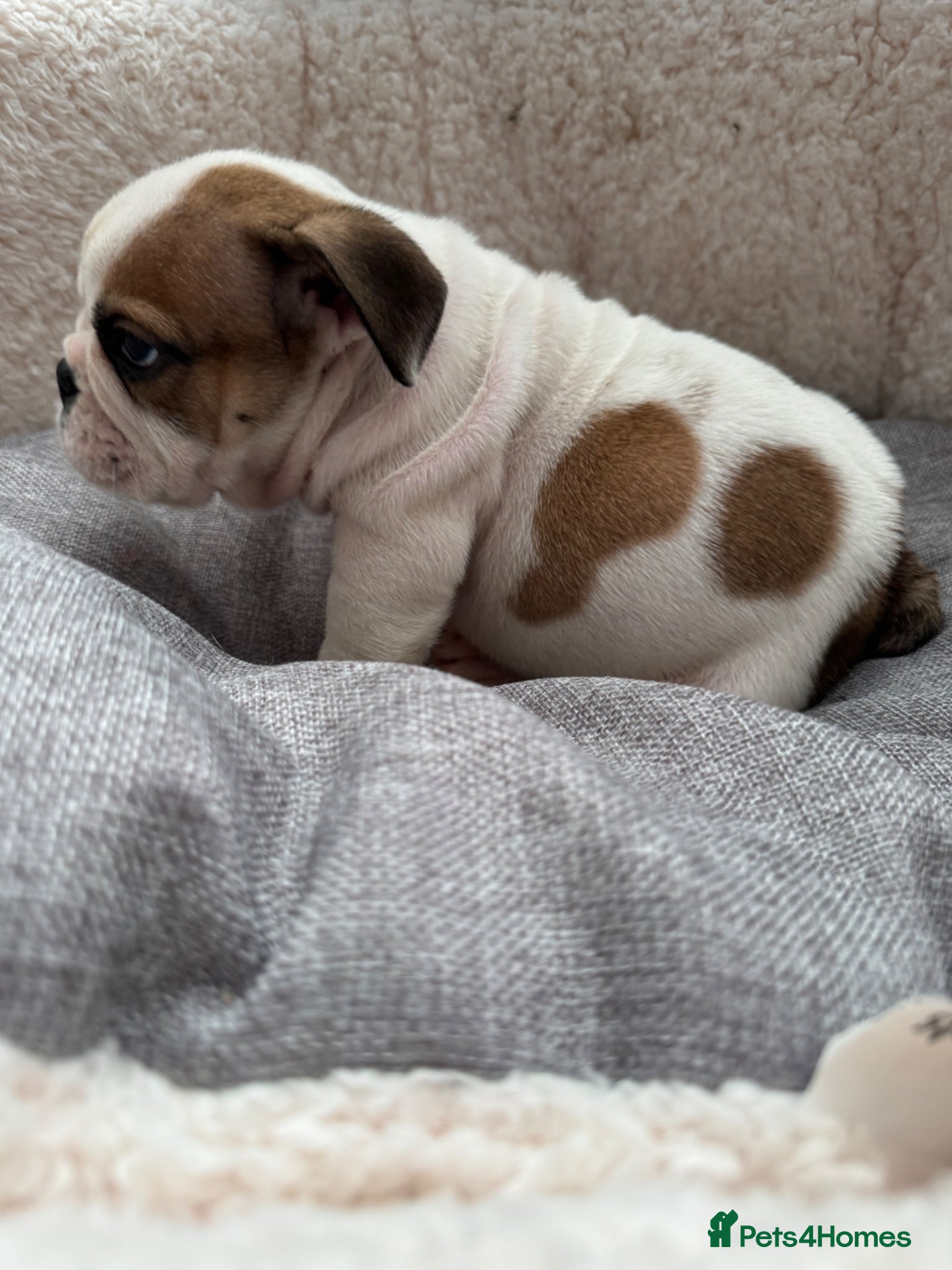 English Bulldog dogs KC REG REDUCED Red/White English Bulldog Puppies  - Advert 16
