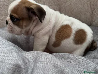 English Bulldog dogs KC REG REDUCED Red/White English Bulldog Puppies - Advert 16