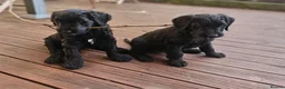 Labradoodle dogs for sale: Perfect Family Companion Labradoodle puppies - Advert 3