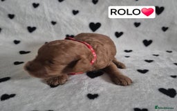 Cavapoo dogs for sale: 🧡 HEALTH TESTED F1B CAVAPOO  PUPPIES🧡 - Image 4