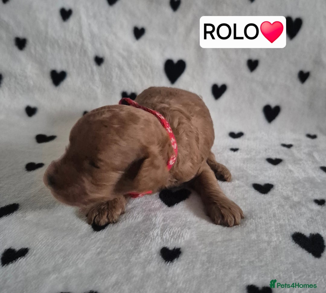 Cavapoo dogs for sale: 🧡 HEALTH TESTED F1B CAVAPOO  PUPPIES🧡 - Image 4