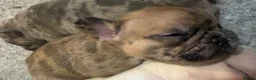 French Bulldog dogs for sale:  Beautiful Red Merle, Full Pedigree Frenchie 🐶🐾 - Advert 2