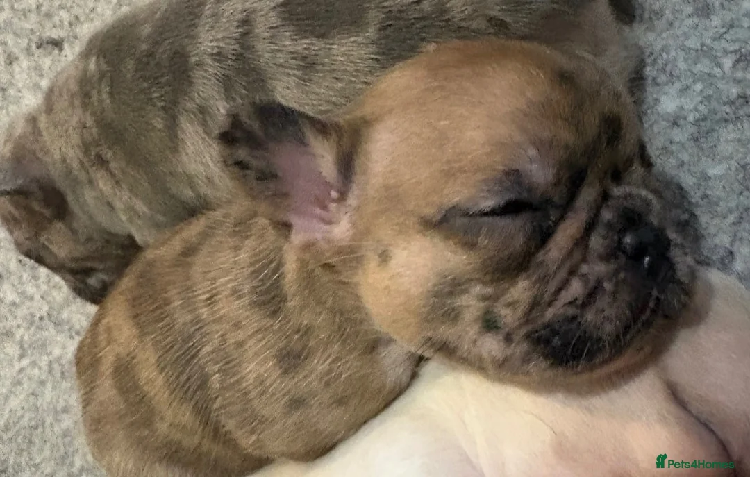 French Bulldog dogs for sale:  Beautiful Red Merle, Full Pedigree Frenchie 🐶🐾 - Advert 2