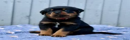 Rottweiler dogs for sale: 5 Exceptional KC Registered Rottweiler Puppies - Advert 25