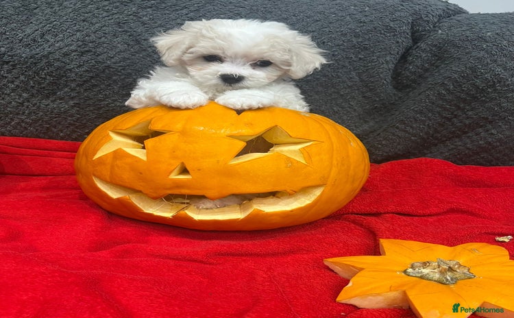 Bichon Frise dogs - Advert 2