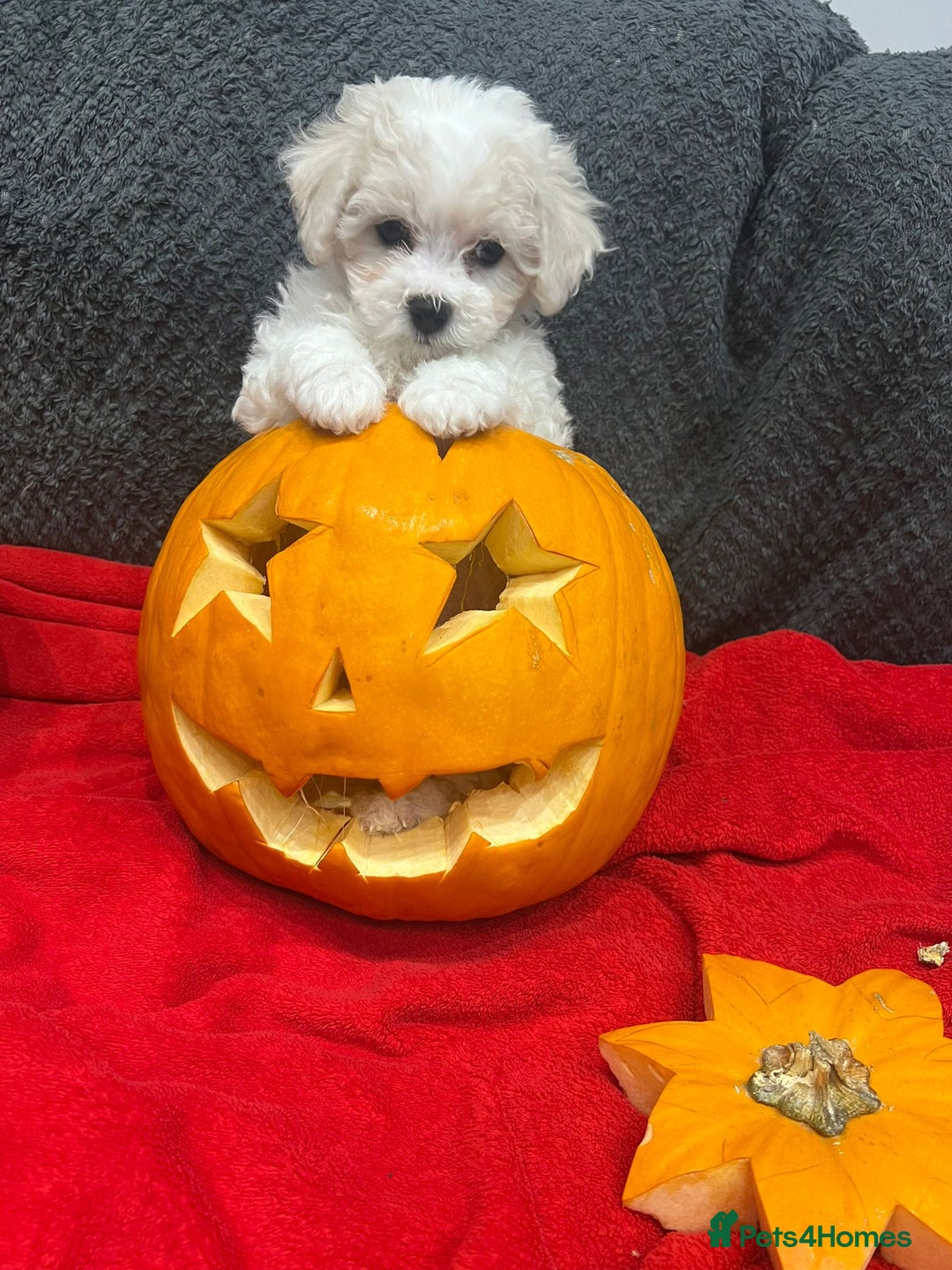 Bichon Frise dogs for sale: KC Registered Pedigree Bichon Frise Puppies - Image 1