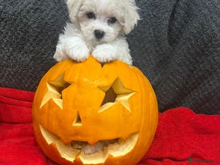 Bichon Frise dogs KC Registered Pedigree Bichon Frise Puppies - Advert 2