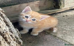 Domestic Shorthair cats for sale: Gorgeous 1/2 Bengals kittens - Image 21