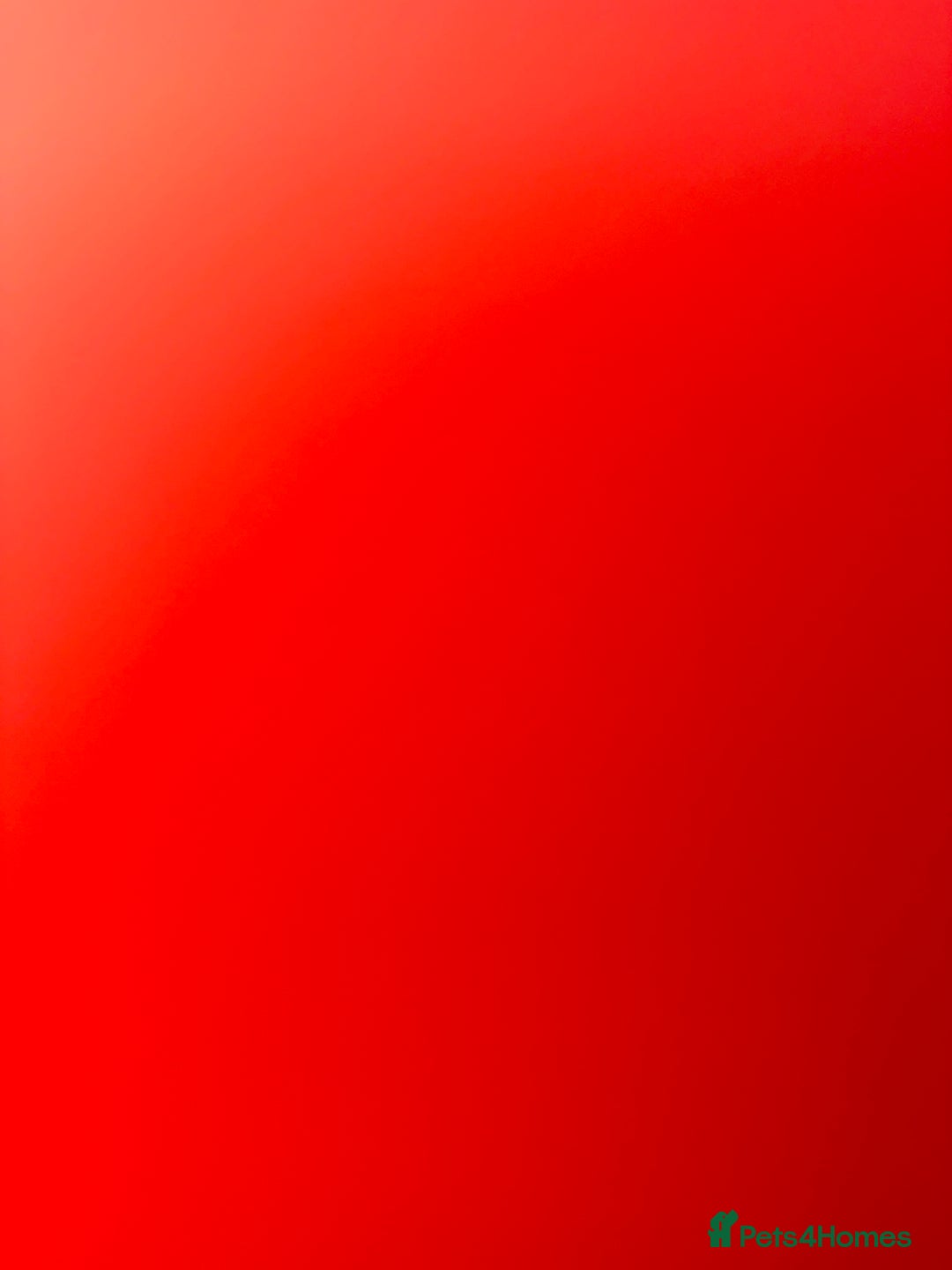 Dachshund dogs for sale: Dachshund miniature smooth haired - Image 5