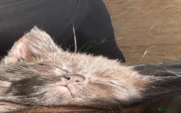 Mixed Breed cats for sale: Cat for sale  - Image 11
