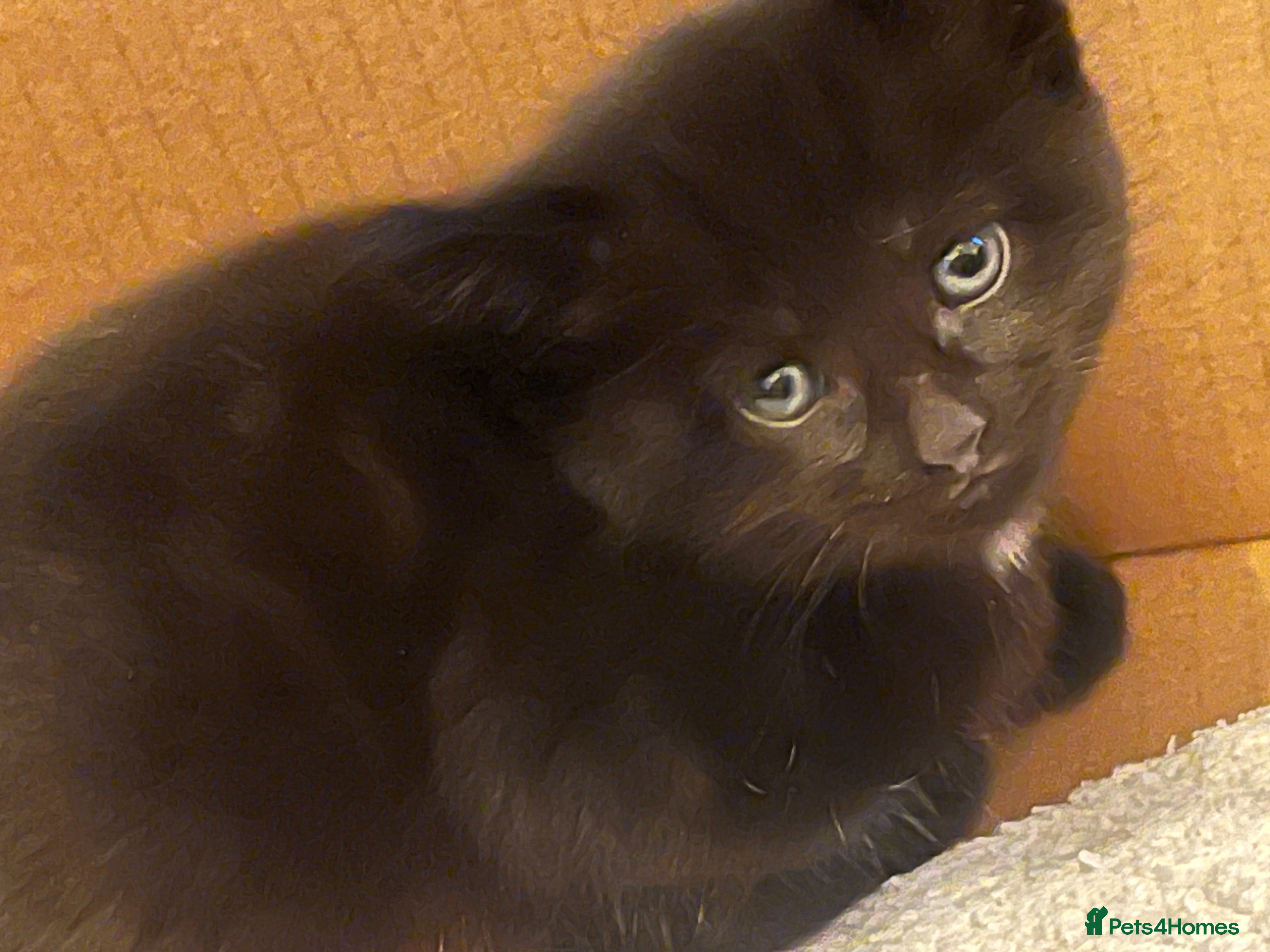 British Shorthair cats British shorthair x kittens for sale - Advert 1