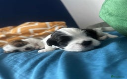 Shihpoo dogs for sale: Shitzu  - Image 10