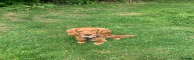 Cocker Spaniel Puppy 1