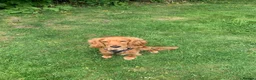 Cocker Spaniel dogs for sale: Ollie in Waltham Abbey - Advert 2