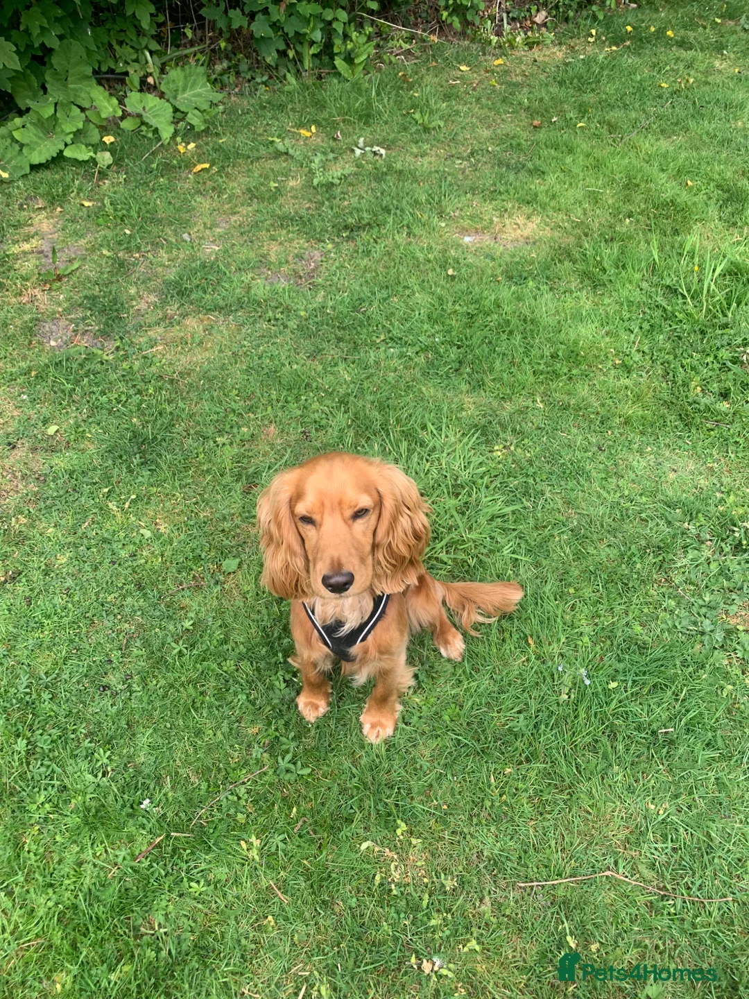 Cocker Spaniel dogs for sale: Ollie in Waltham Abbey - Advert 2