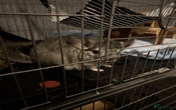 Chinchilla rodents for sale: male chinchilla - Image 5