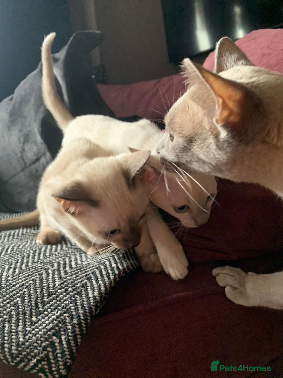Burmese cats for sale: Chocolate mink Generation Pedigree Tonkinese  - Image 6