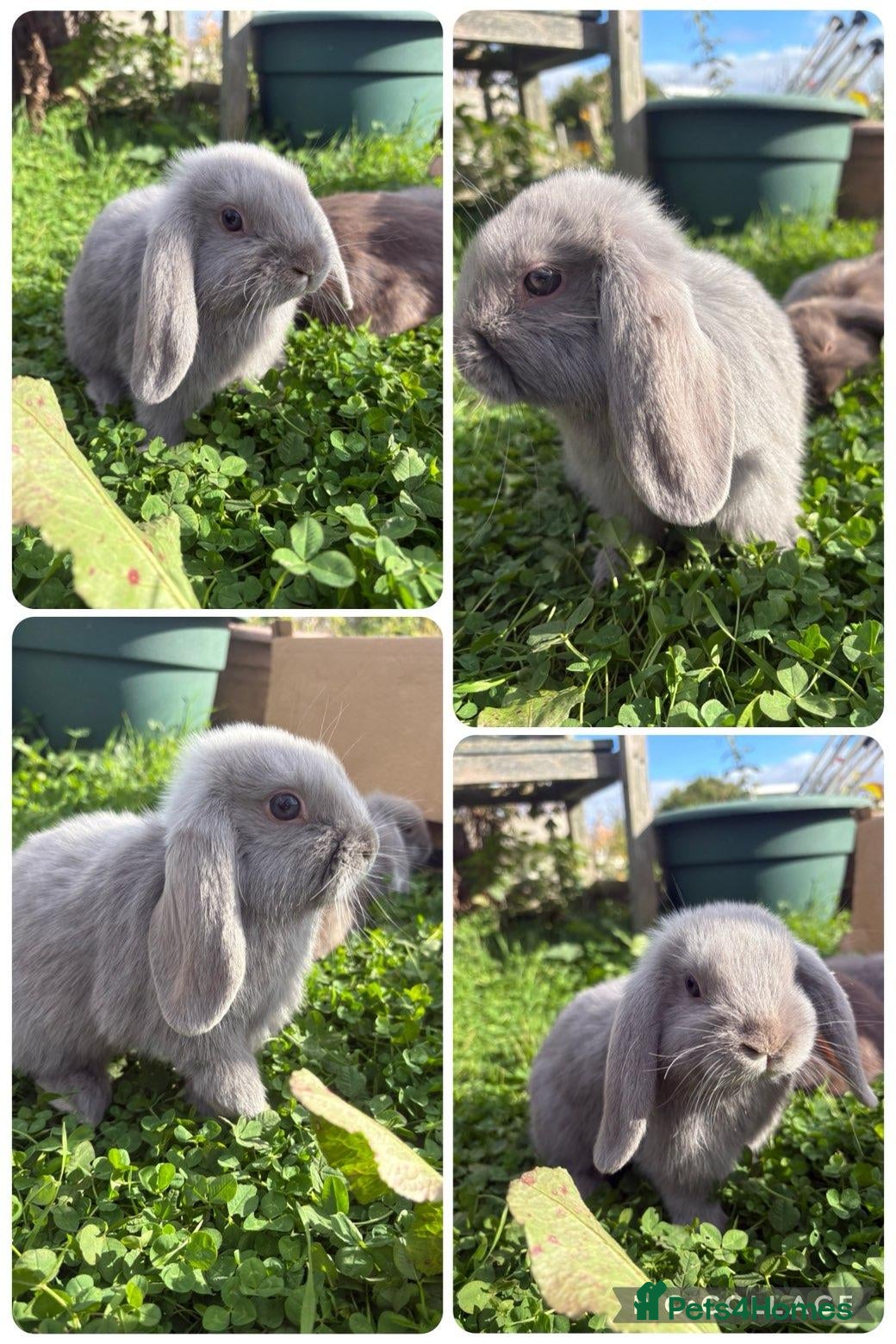 Mini Lop rabbits Baby Mini Lops - Advert 14