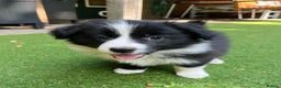 Border Collie dogs for sale: Intelligent & Playful: Border Collie Pups - Advert 8