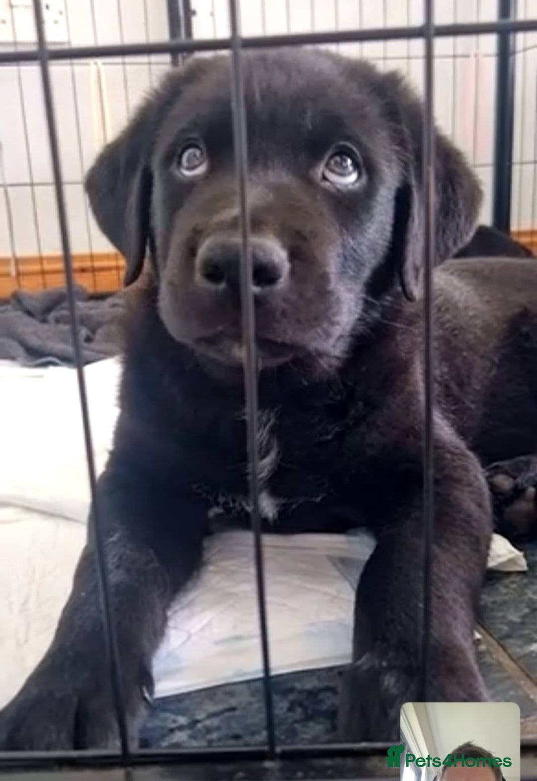 Mixed Breed dogs for sale: Rollie Pup For Sale - Image 5