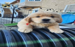 Golden Retriever dogs for sale: Litter of Golden Retriever Puppies Ready Now. - Image 11