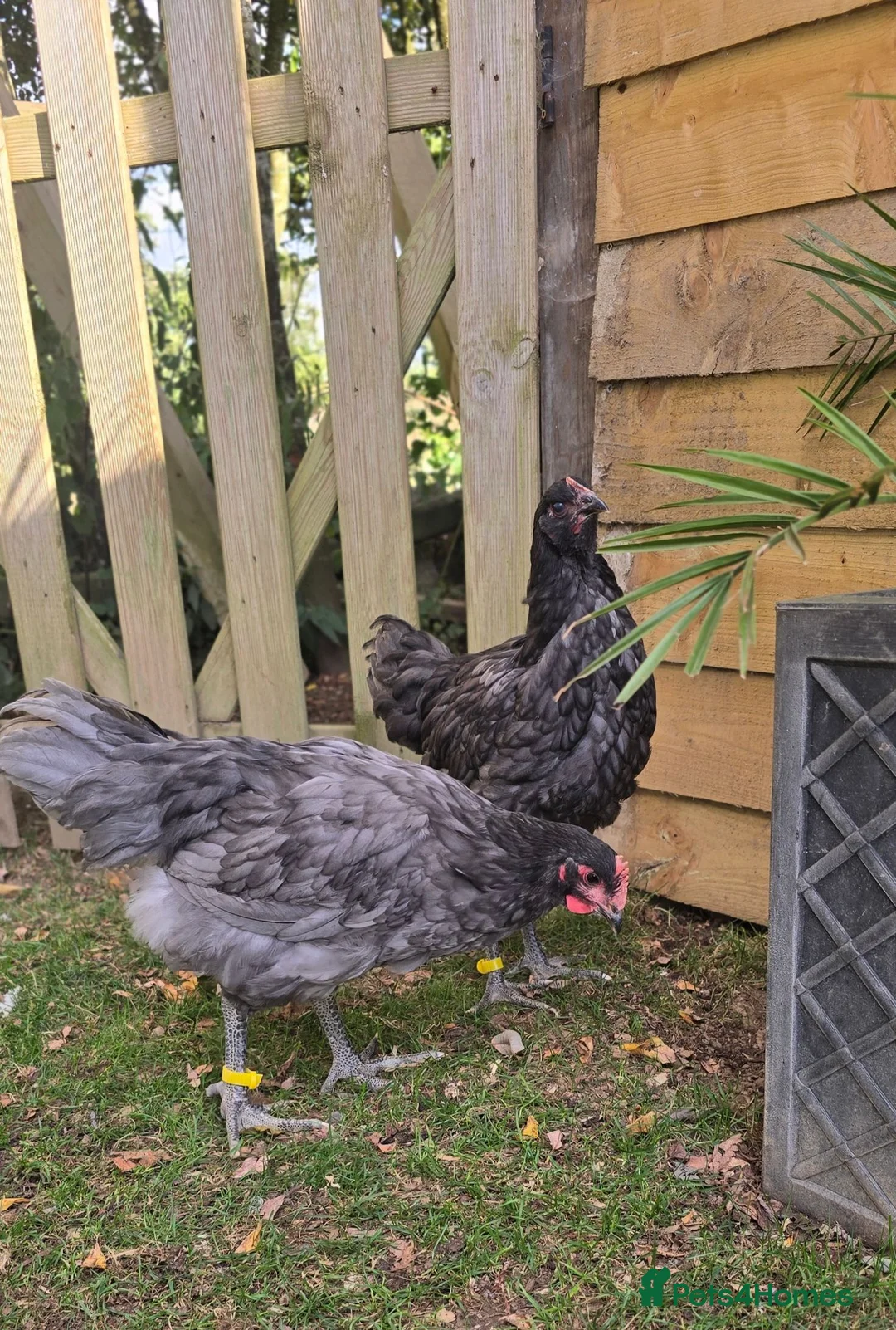 Chickens poultry for sale: Blue Jersey Giant Pair - Advert 2