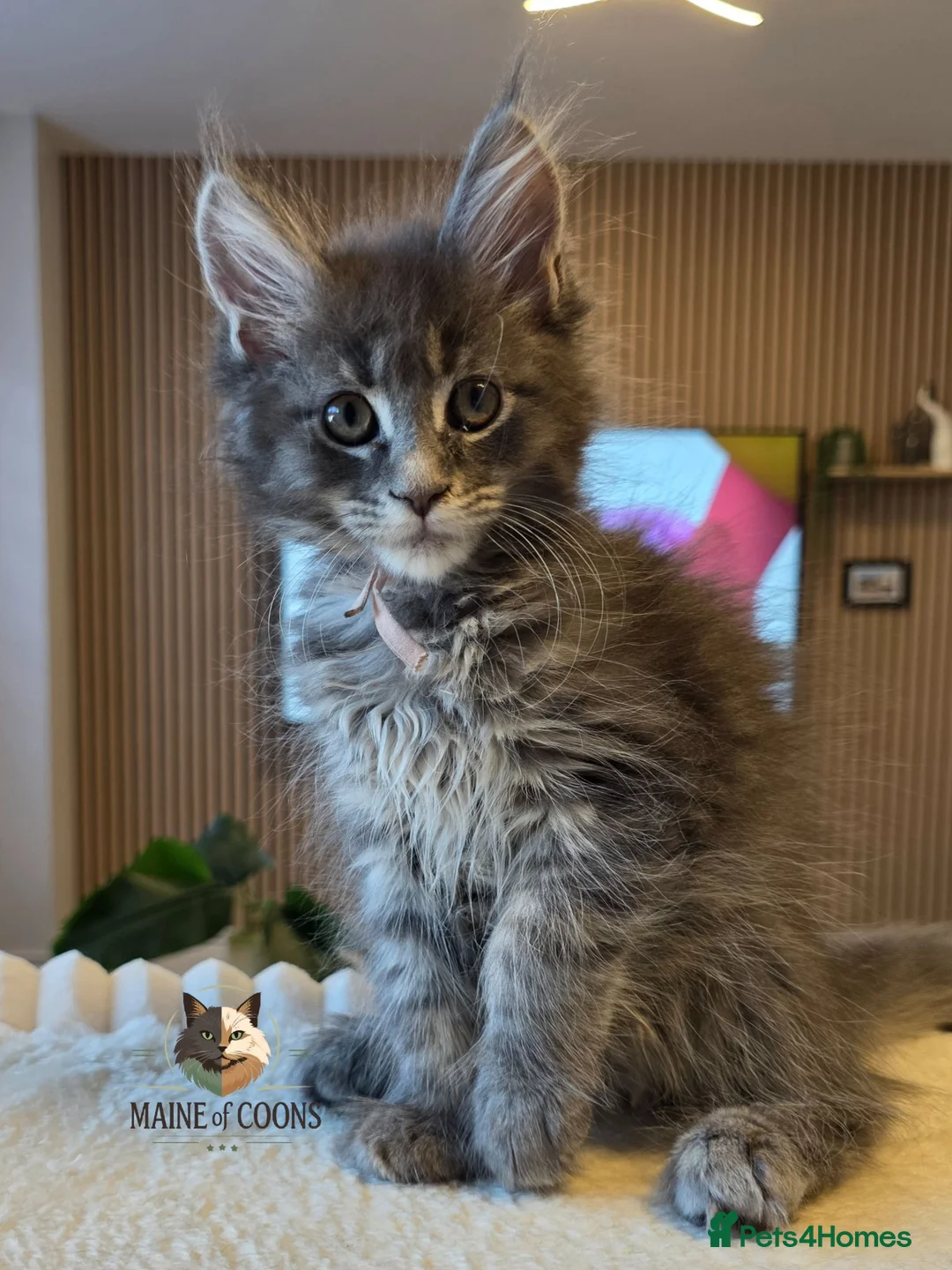 Maine Coon cats for sale: Maine coon kittens - Advert 1
