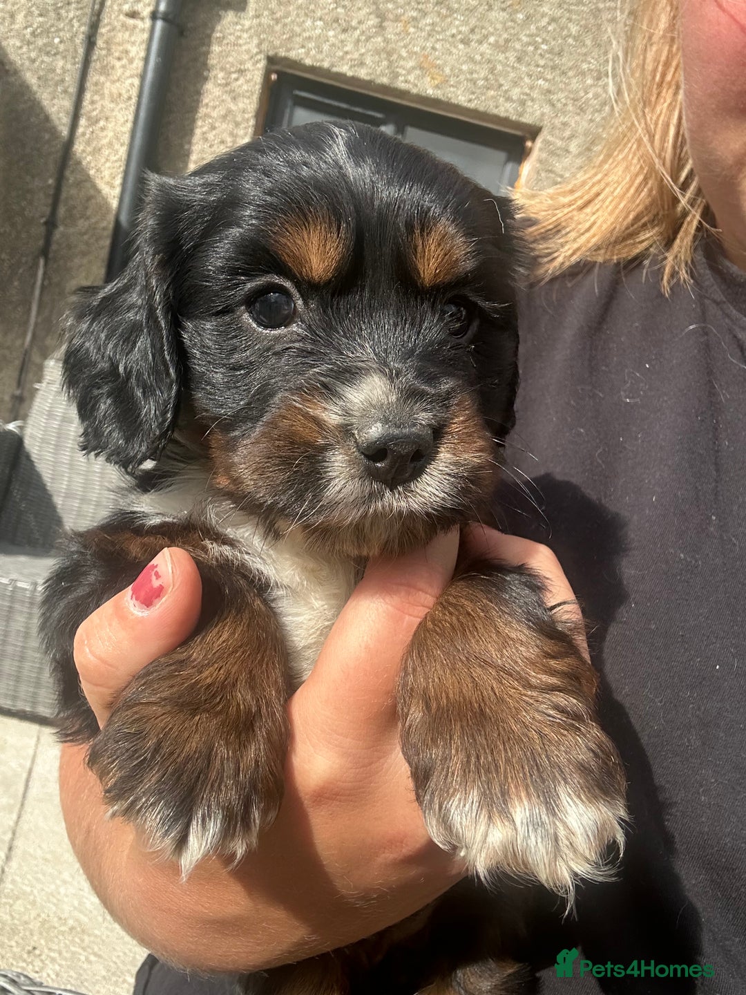 Sprocker dogs for sale: Sprocker puppies - Image 7