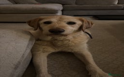 Mixed Breed dogs for sale: Harry - available for adoption  - Image 3