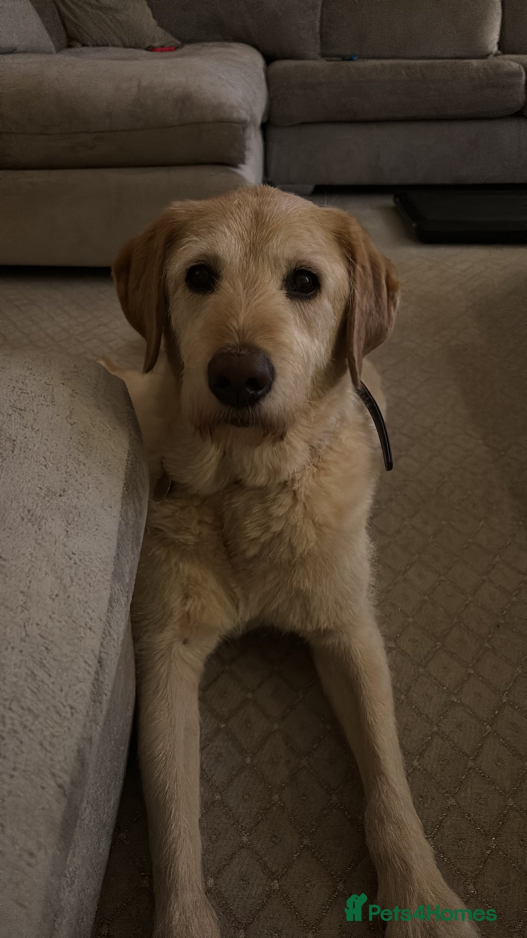 Mixed Breed dogs for sale: Harry - available for adoption  - Image 3