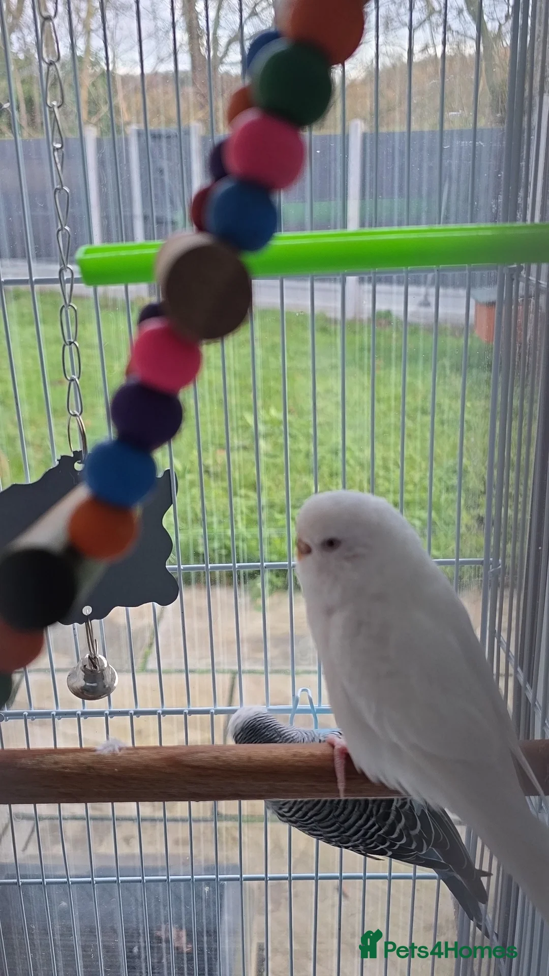 Budgerigars birds for sale: Budgies with cage  - Advert 5