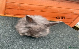 Angora rabbits for sale: Baby angoras - Image 2
