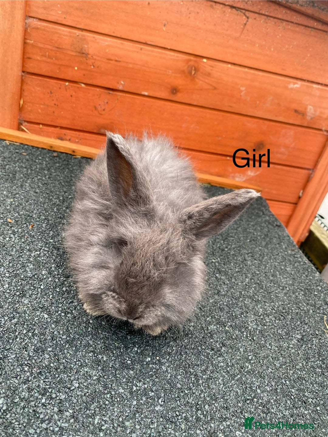 Angora rabbits for sale: Baby angoras - Image 2