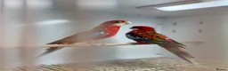 Parakeets birds for sale: Rosella  - Advert 5