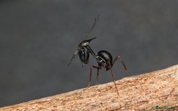 Praying Mantis invertebrates for sale: Ghost Mantis Nymphs - Phyllocrania paradoxa - Image 1