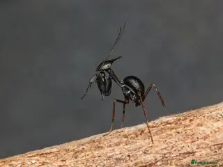 Praying Mantis invertebrates Ghost Mantis L1-L6 - Phyllocrania paradoxa - Advert 10