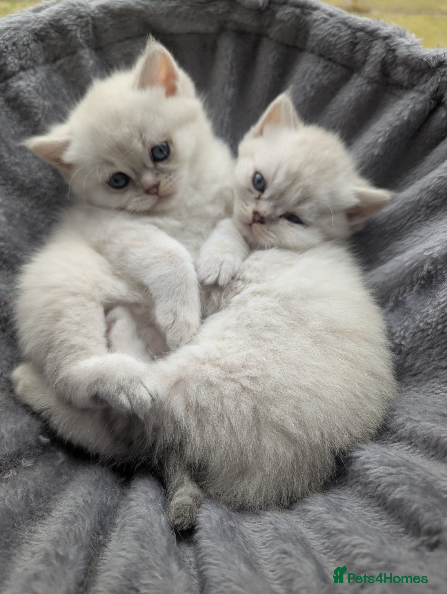 British Shorthair cats Beautiful British shorthair kittens - Advert 2