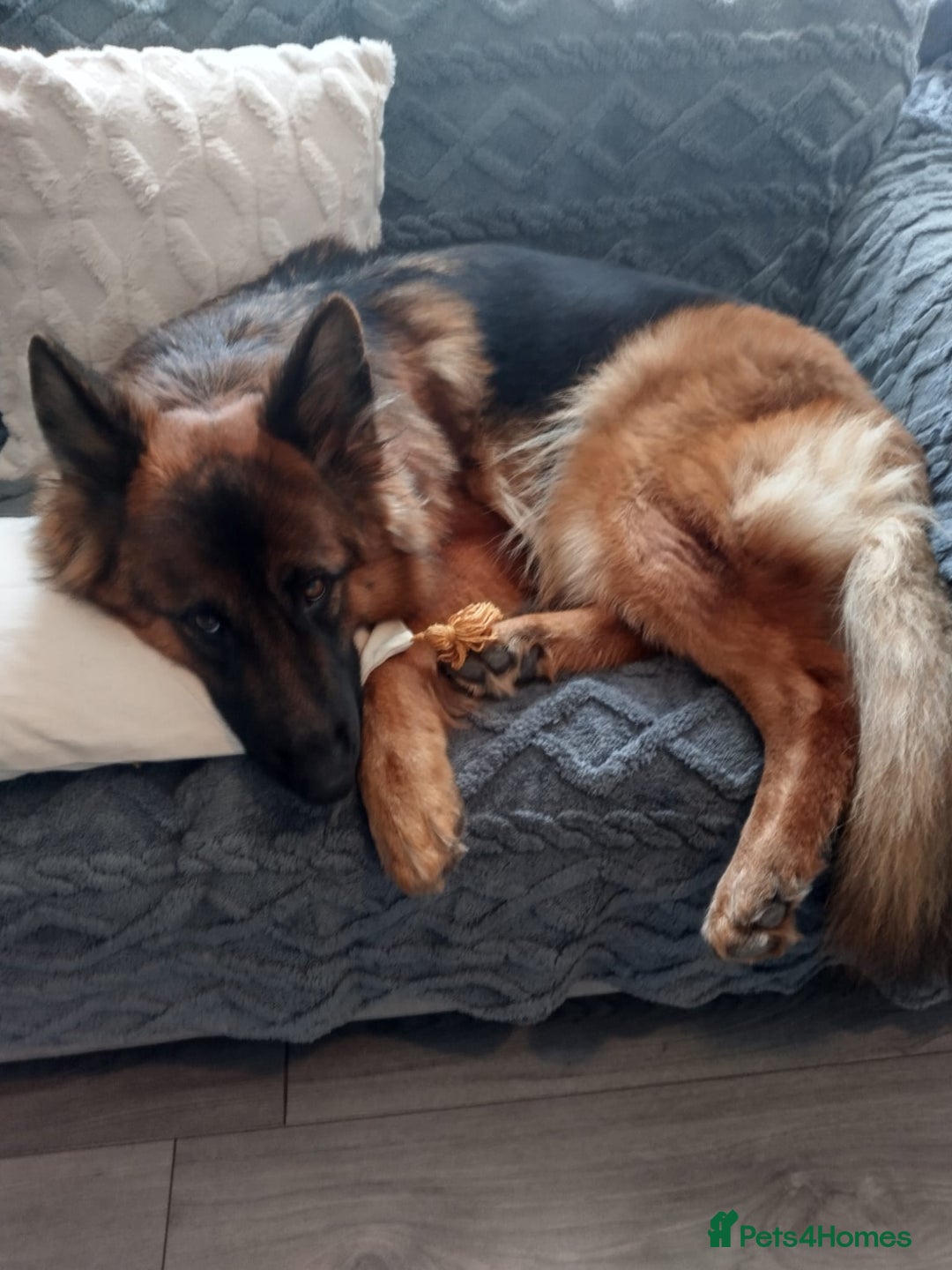 German Shepherd dogs for sale: German shepherd for good home - Image 5