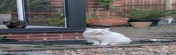 British Shorthair cats for sale: 🏠✈️💞Special Home wanted💞ℹ️🏡 - Advert 3